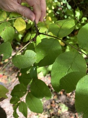Zanthoxylum americanum