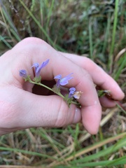Lobelia brevifolia