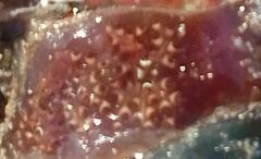 Styelidae