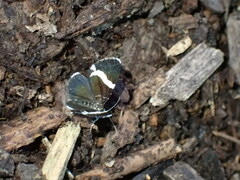 Trichodezia albovittata