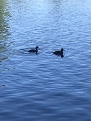 Aythya novaeseelandiae