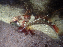 Oligocottus rubellio