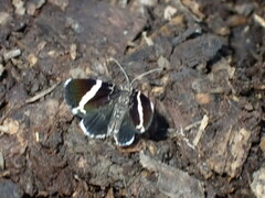 Trichodezia albovittata