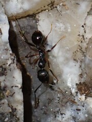Aphaenogaster fulva