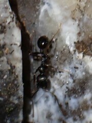 Aphaenogaster fulva