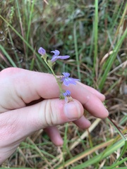 Lobelia brevifolia