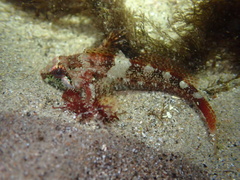 Oligocottus rubellio