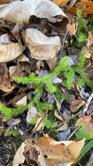 Lycopodium clavatum