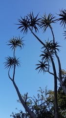 Aloidendron barberae