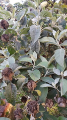 Barleria albostellata