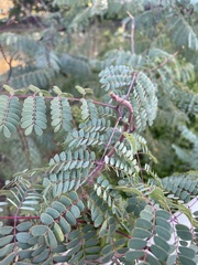 Erythrostemon gilliesii