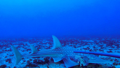 Whitespotted Wedgefish photo 4