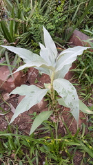 Persicaria senegalensis