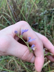 Lobelia brevifolia
