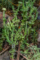 Cladonia gracilis