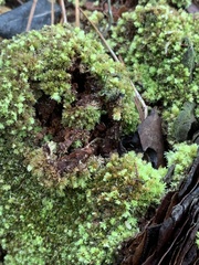 Sphagnum strictum