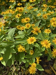 Melampodium divaricatum