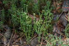 Cladonia gracilis