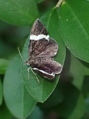 Trichodezia albovittata