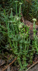 Cladonia gracilis