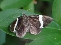 Trichodezia albovittata