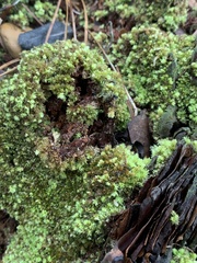 Sphagnum strictum