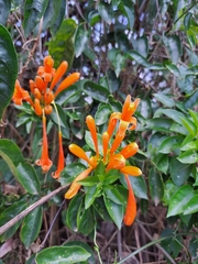 Pyrostegia venusta