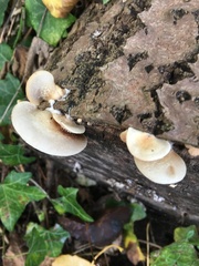 Crepidotus mollis
