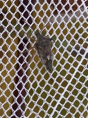 Oechalia schellenbergii