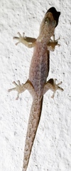 Afrogecko porphyreus