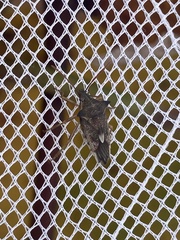 Oechalia schellenbergii