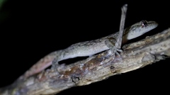 Afrogecko porphyreus