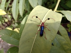 Compsocerus