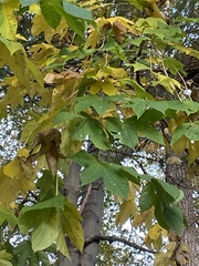 Kalopanax septemlobus