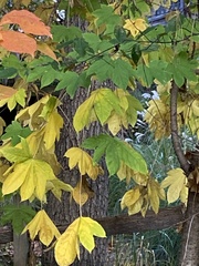 Kalopanax septemlobus