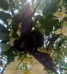 Xylocopa californica