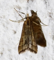 Diasemia disjectalis