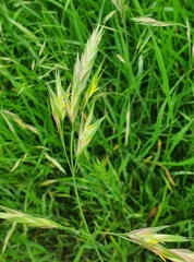 Bromus