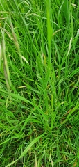Bromus