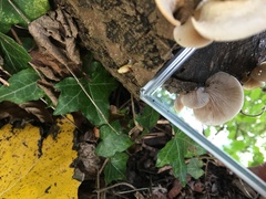 Crepidotus mollis