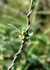 Araujia brachystephana