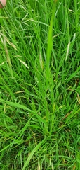 Bromus