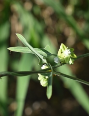 Araujia brachystephana