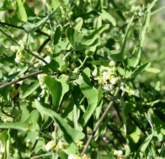 Araujia brachystephana