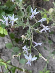 Lobelia pubescens
