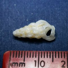Cerithiidae
