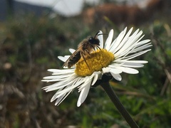 Andrena flavipes