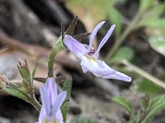 Lobelia pubescens
