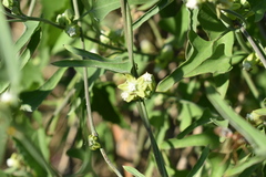 Araujia brachystephana