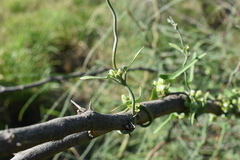 Araujia brachystephana